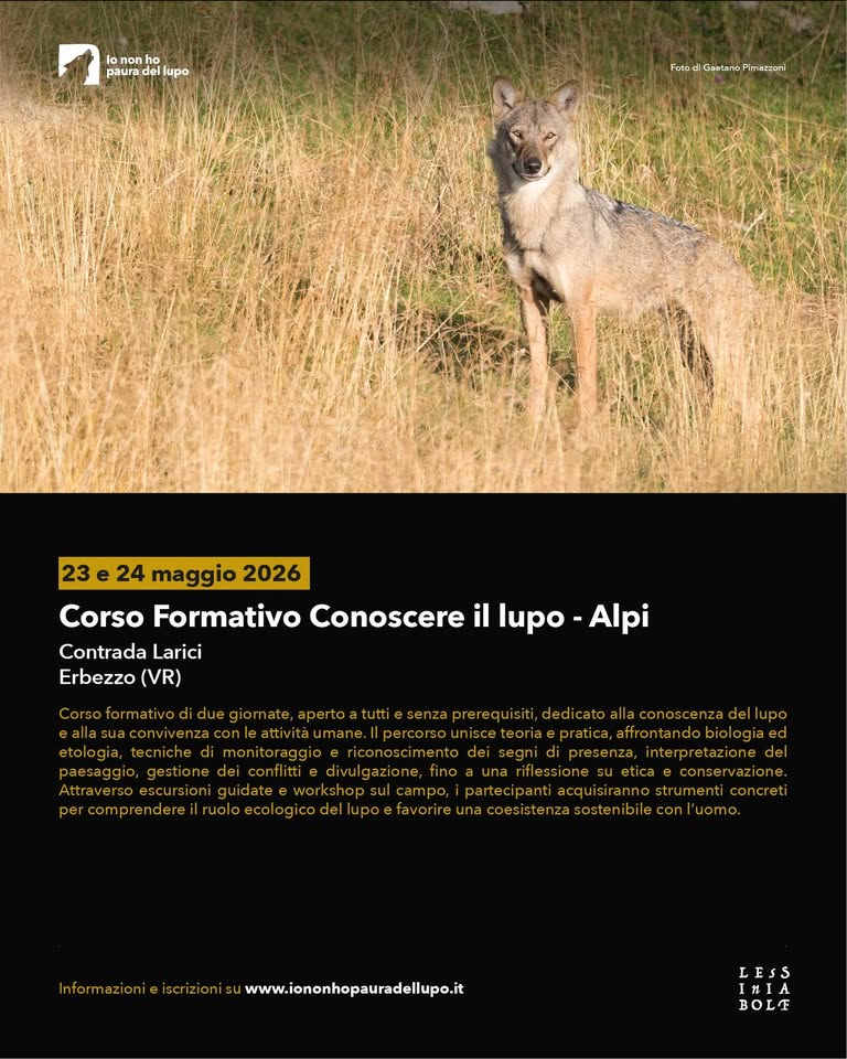Evento Corso Formativo Conoscere il lupo – Alpi Locandina Corso Formativo Conoscere il lupo – Alpi - da sabato 23 maggio - domenica 24 maggio 2026 ore 09:00 ore 18:00