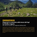 Dispersal, in cammino sulle tracce dei lupi tra Emilia e Liguria Dispersal, in cammino sulle tracce dei lupi tra Emilia e Liguria a Tornolo (PR) il 16 luglio - 19 luglio 2026