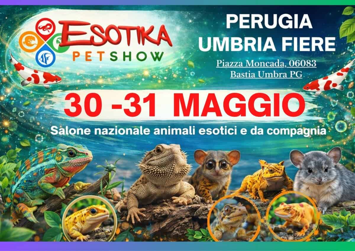 Esotika Pet Show PERUGIA UMBRIA FIERE 30/31 Maggio 2026 Potrebbe essere un'immagine raffigurante lori lento e il seguente testo "ESOTIKA 1 PETSHOW PERUGIA UMBRIA FIERE Piazza Moncada, 06083 Bastia Umbra PG 30 30-31 -31 MAGGIO Salone nazionale animali esotici e da compagnia"