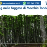 Forest Bathing nella faggeta di Macchia Tonda Nessuna descrizione della foto disponibile.