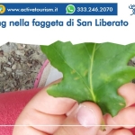 Forest Bathing nella faggeta di San Liberato Nessuna descrizione della foto disponibile.