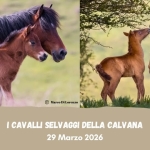 I Cavalli Selvaggi della Calvana I Cavalli Selvaggi della Calvana a Vaiano (PO) il 29 marzo 2026