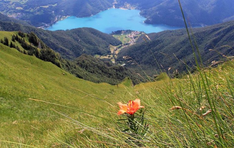 Evento Lago di Ledro, la meraviglia delle praterie fiorite di Cima Oro Locandina Lago di Ledro, la meraviglia delle praterie fiorite di Cima Oro - sabato 16 maggio ore 09:00 - 11:00