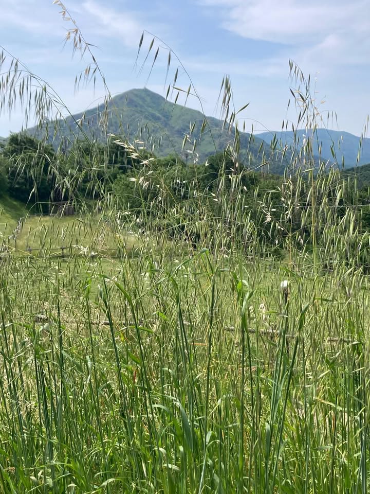 Evento Lotus – Ritiro Yoga & Meditazione Locandina Lotus – Ritiro Yoga & Meditazione - da venerdì 22 maggio - domenica 24 maggio 2026 ore 16:00