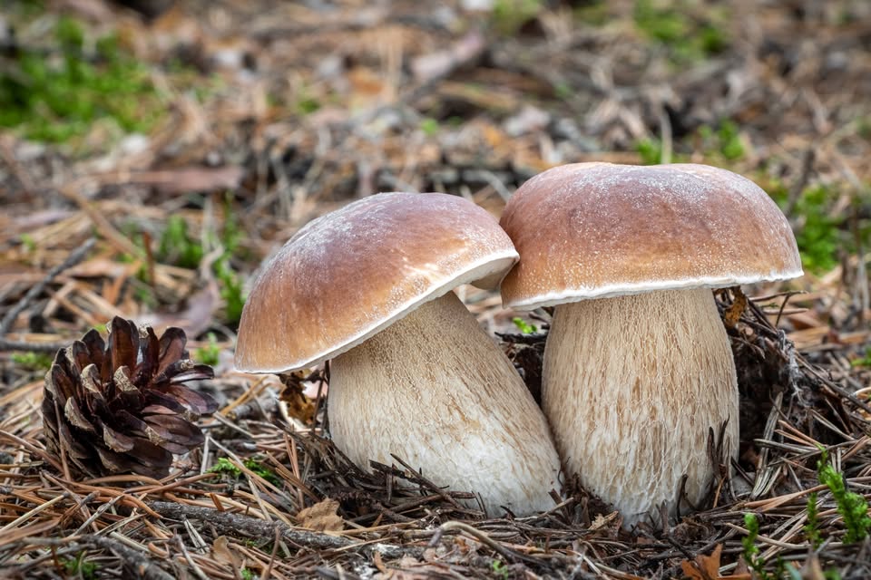 Evento MONTECCHIA DI CROSARA (VR) – Funghi Meraviglie della Natura Locandina MONTECCHIA DI CROSARA (VR) – Funghi Meraviglie della Natura - giovedì 7 maggio ore 20:20 - 23:00