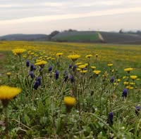 Foto di Val Liona in marcia