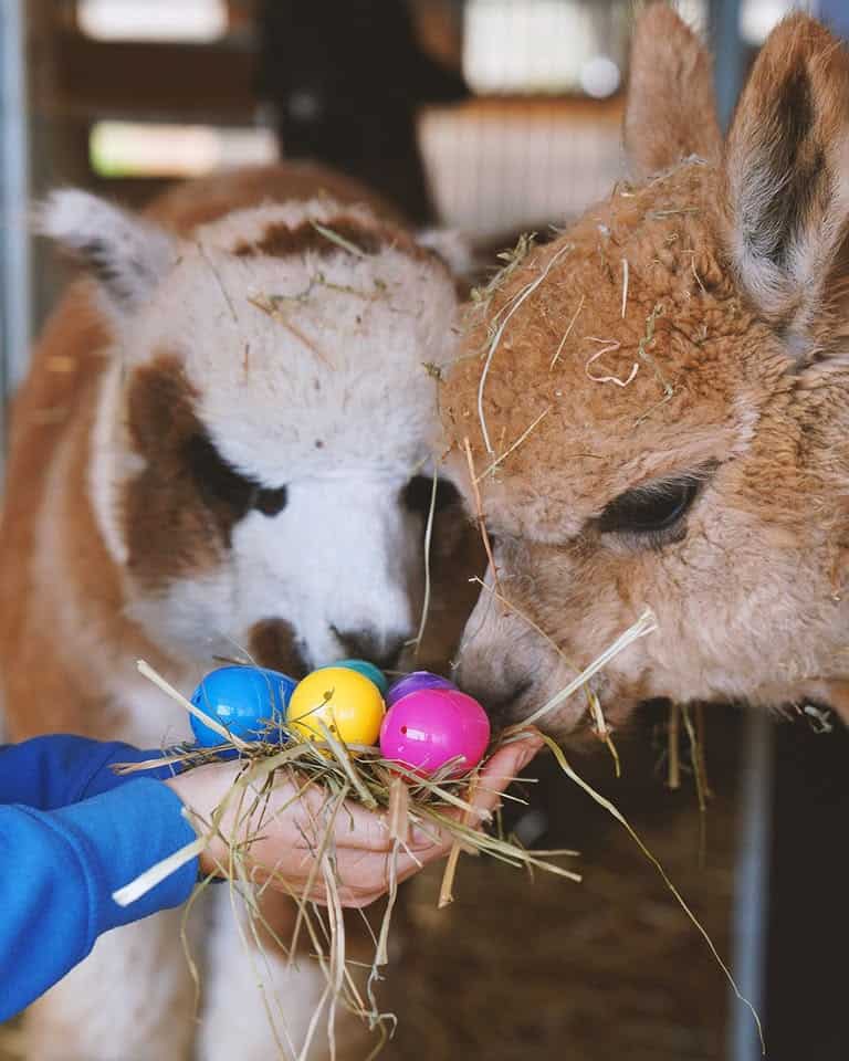 🦙🌸 PASQUETTA IN FATTORIA DA A&ALPACA Nessuna descrizione della foto disponibile.