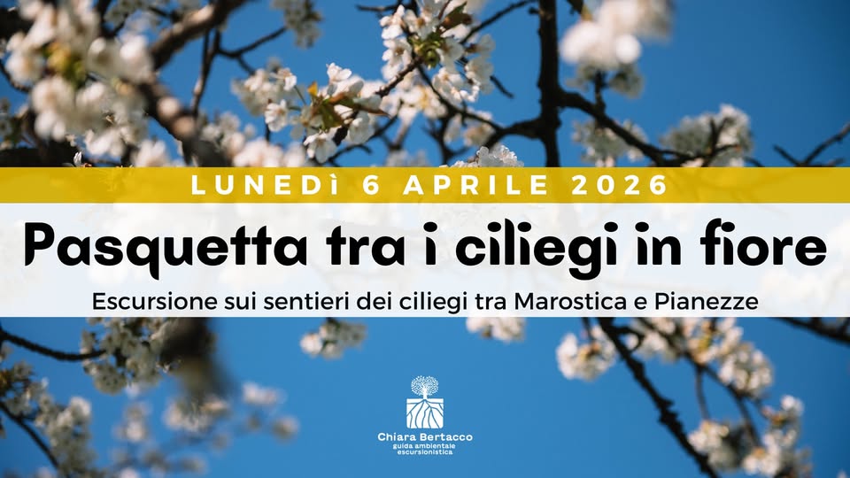 PASQUETTA TRA I CILIEGI IN FIORE | Escursione sui sentieri dei ciliegi tra Marostica e Pianezze Potrebbe essere un'immagine raffigurante il seguente testo "6 LUNEDI APRILE 2026 Pasquetta tra i ciliegi in fiore Escursione sui sentieri dei ciliegi tra Marostica e Pianezze Pianezze ChiaraBertacco Chiara Bertacco guida esoursionistica slon"