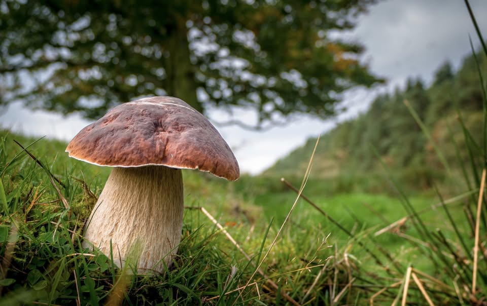 RIVANAZZANO (PV) – Funghi: Meraviglie della Natura Potrebbe essere un'immagine raffigurante fungo