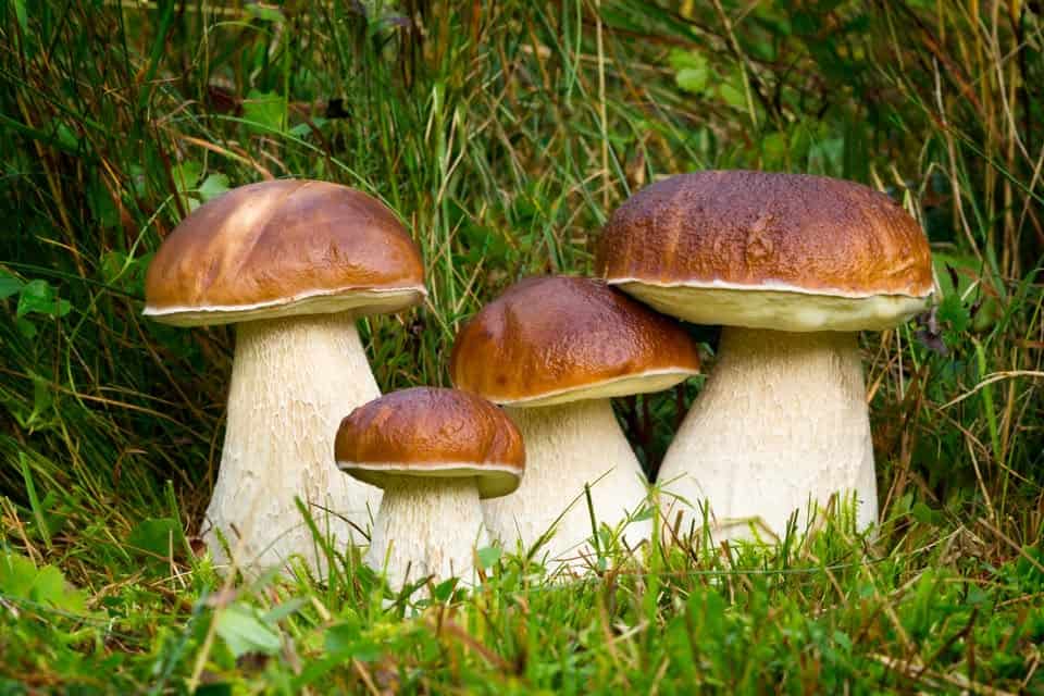 ROGENO (LC) – Funghi: meraviglie della Natura Potrebbe essere un'immagine raffigurante fungo, vescia e testo