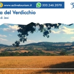 Staffolo, Terra del Verdicchio – Passeggiata e degustazione Nessuna descrizione della foto disponibile.