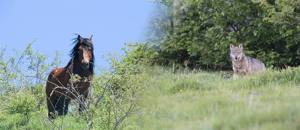 Evento Sulle tracce dei Cavalli Selvaggi e del Lupo Locandina Sulle tracce dei Cavalli Selvaggi e del Lupo - domenica 16 agosto ore 09:30 - 16:30