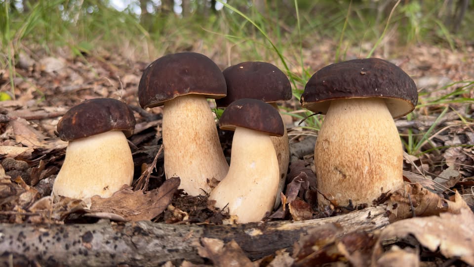 VITERBO – Funghi: Meraviglie della Natura Potrebbe essere un'immagine raffigurante fungo e vescia