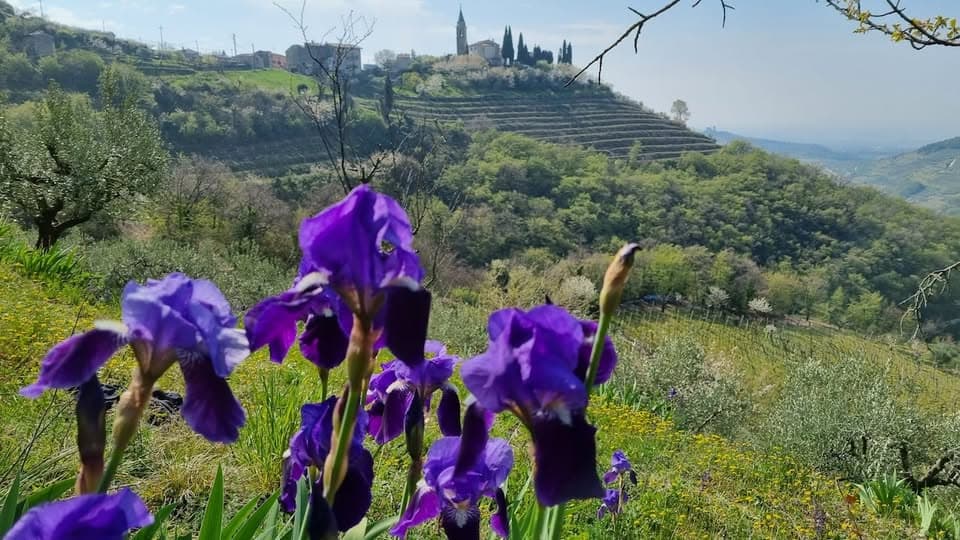 Evento Fiori, Rocce e Tradizioni la Val Tramigna che non ti aspetti Locandina Fiori, Rocce e Tradizioni la Val Tramigna che non ti aspetti - sabato 18 aprile ore 09:30 - 11:30