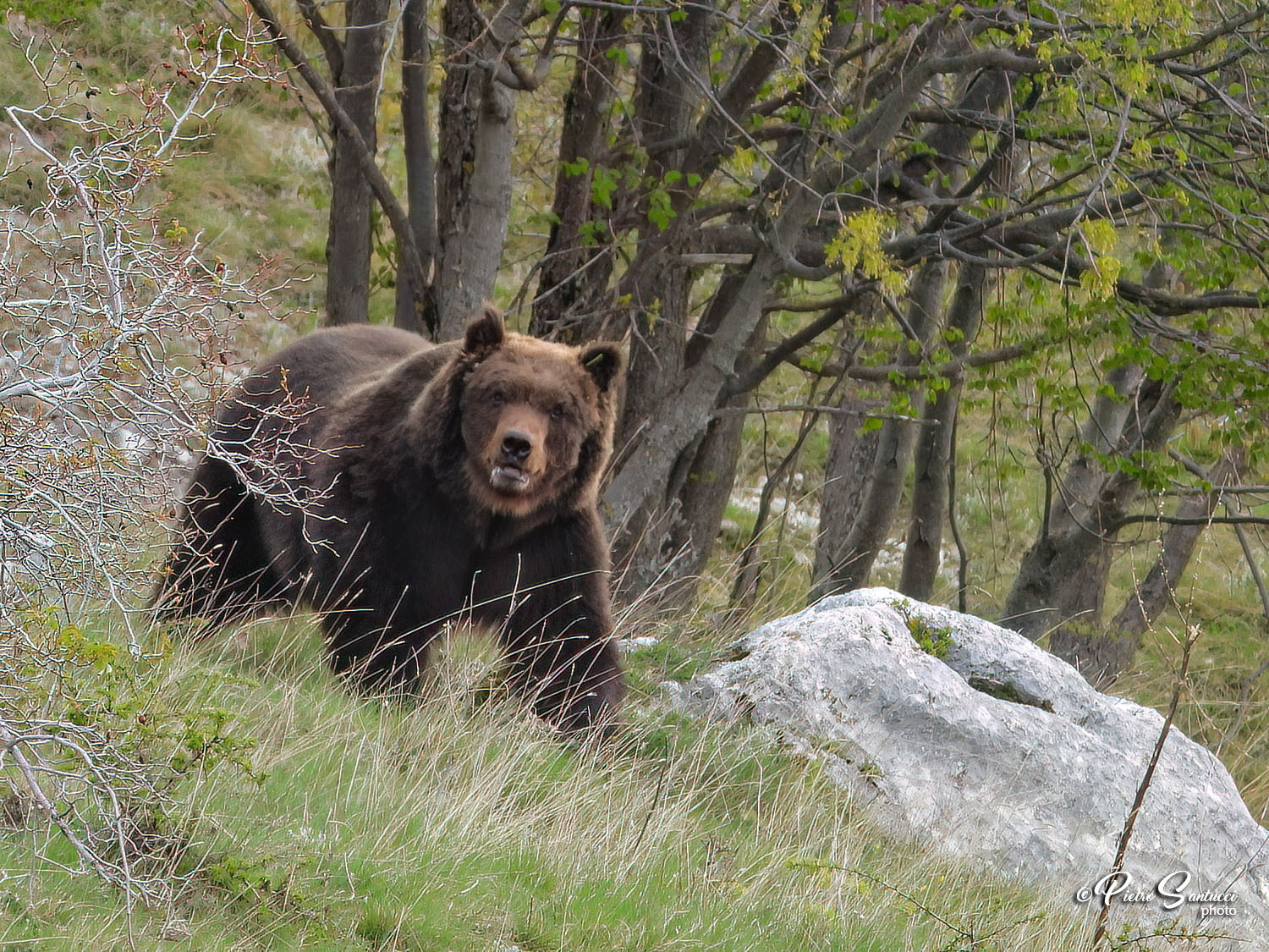 IL LINGUAGGIO SEGRETO DEL BOSCO 3- campus residenziale di Wildlife Tracking e etica della Fotografia Nessuna descrizione della foto disponibile.