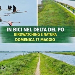 In Bici🚴♀nel Delta del Po BirdWatching 🦩e Natura🌿 In Bici nel Delta del Po BirdWatching e Natura a Comacchio (FE) il 17 maggio 2026