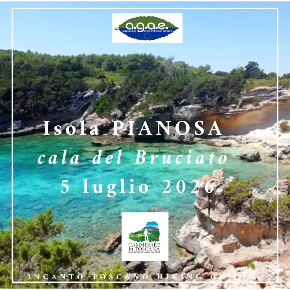 Evento Isola di PIANOSA, cala del Bruciato e bagno a Cala Giovanna Locandina Isola di PIANOSA, cala del Bruciato e bagno a Cala Giovanna - domenica 5 luglio ore 08:00 - 19:30