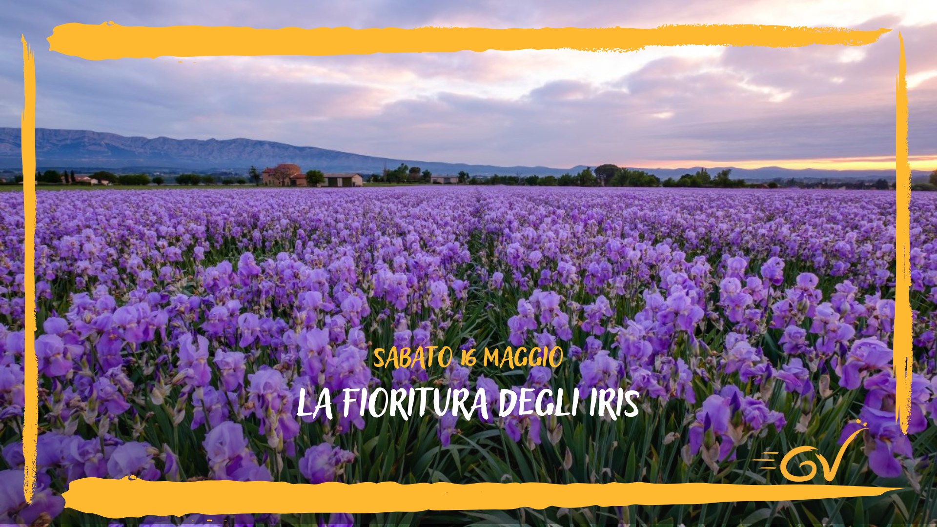 LA FIORITURA DEGLI IRIS Potrebbe essere un'immagine raffigurante lavanda selvatica e il seguente testo "SABATO 16 MAGGIO LAFIORITURADEGLIIRIS LA FIORITURA DEGLI IRIS ๗"
