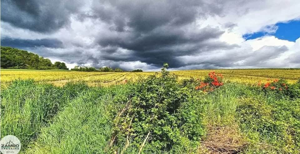 Potrebbe essere un'immagine raffigurante castilleja e natura
