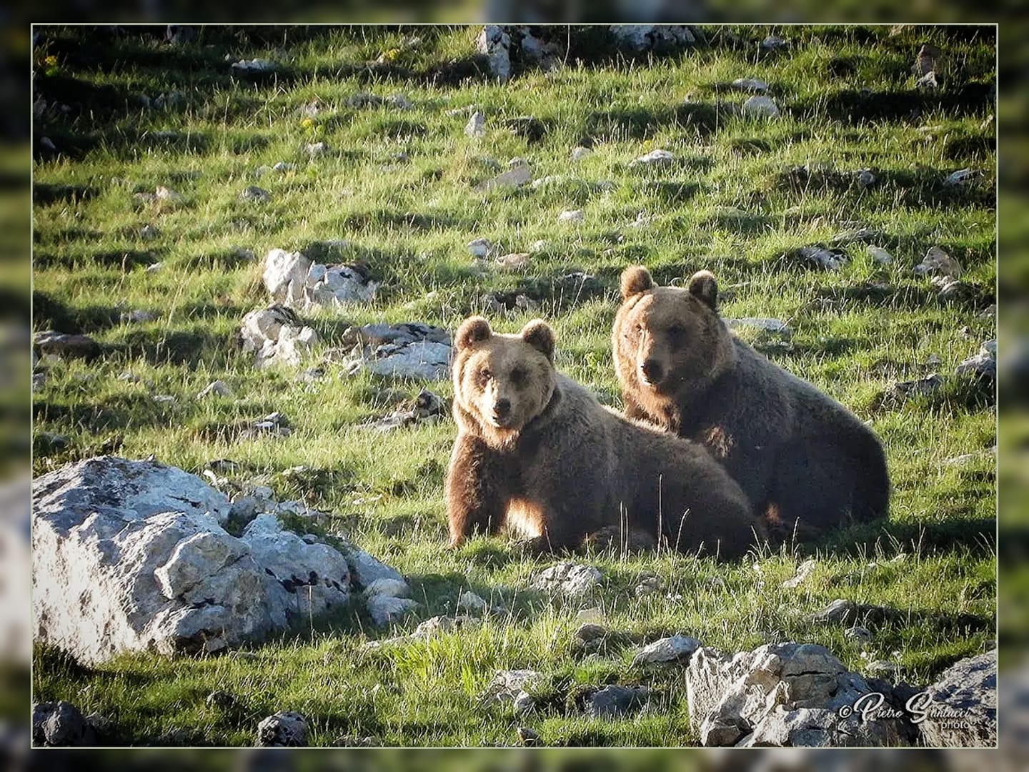 ORSI E ALTRE FANTASTICHE CREATURE Nessuna descrizione della foto disponibile.