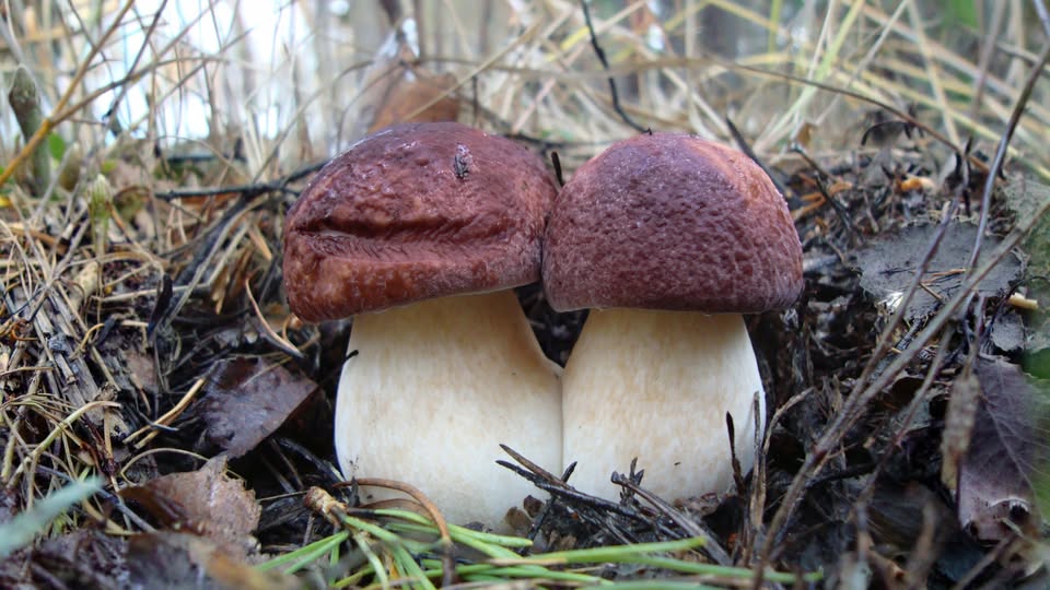 PIACENZA – Funghi: Meraviglie della Natura Potrebbe essere un'immagine raffigurante vescia e fungo