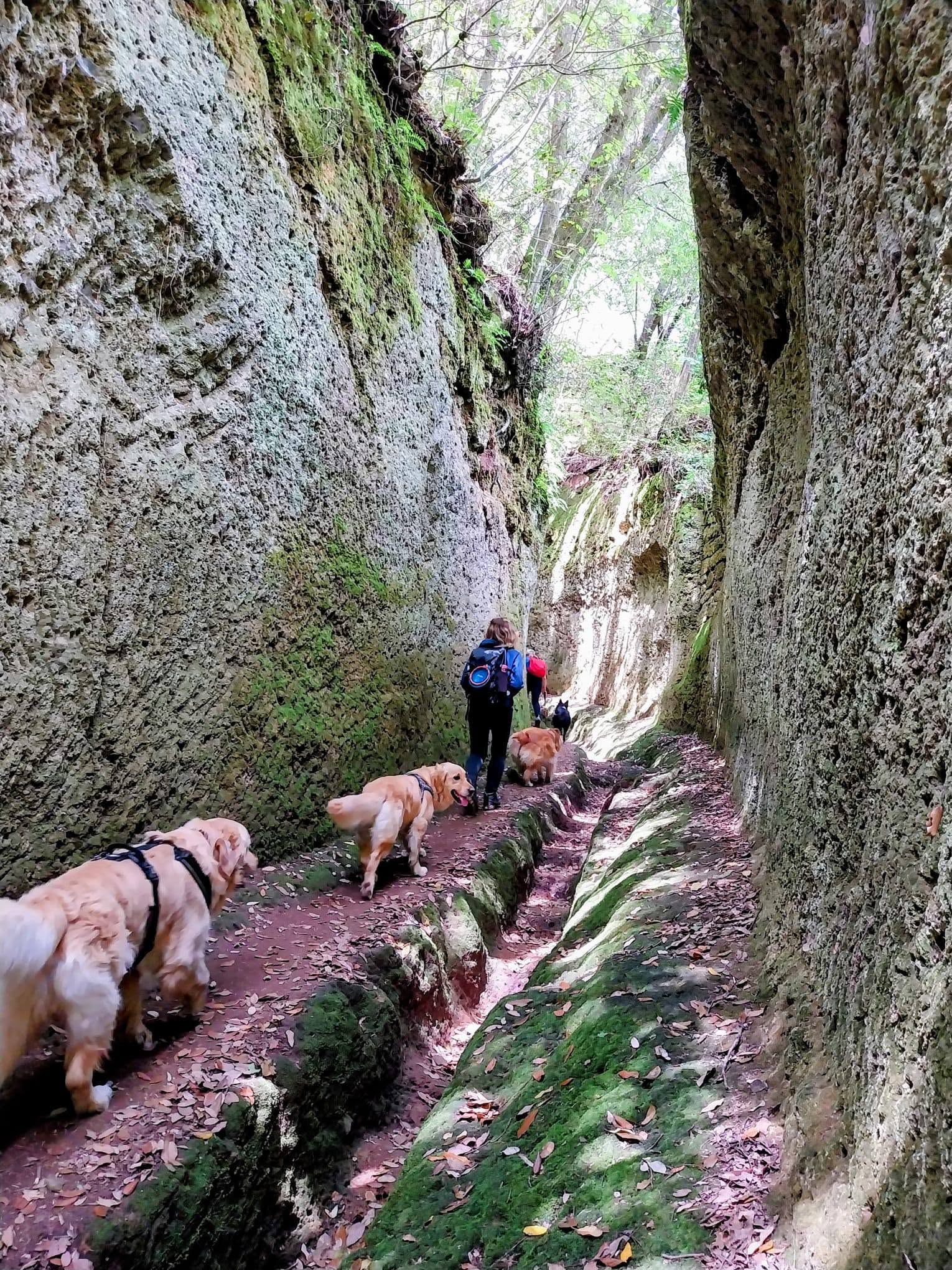 Evento Pitigliano e le vie Cave Etrusche Locandina Pitigliano e le vie Cave Etrusche - da venerdì 25 settembre - domenica 27 settembre 2026 ore 10:30 ore 17:00