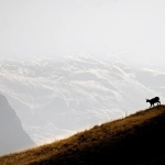 Primavera Alpina – Rifugio Selleries Potrebbe essere un'immagine raffigurante bue muschiato, Cammello a due gobbe e il seguente testo "م escursioni நயழ fotografiche SIMONEGAETANO SIMONE GAETANO"