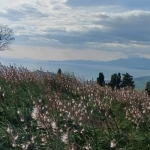 Sentiero Degli Dei Casertano Mondragone(Ce) Sentiero Degli Dei Casertano Mondragone(Ce) a Napoli (NA) il 12 settembre 2026