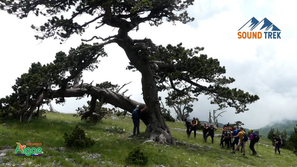 Evento Trekking nel Parco Nazionale del Pollino Locandina Trekking nel Parco Nazionale del Pollino - da sabato 30 maggio - martedì 2 giugno 2026 ore 14:30