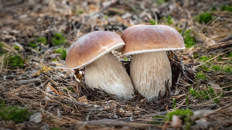 Potrebbe essere un'immagine raffigurante fungo e vescia