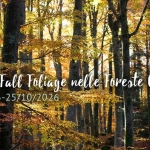 Weekend Fall Foliage nelle Foreste Casentinesi Weekend Fall Foliage nelle Foreste Casentinesi