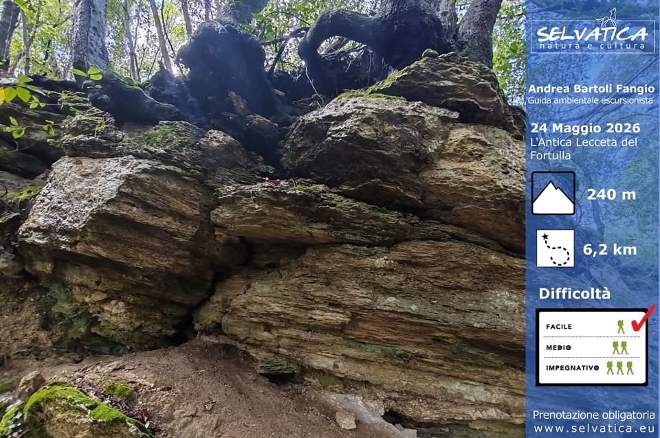 Potrebbe essere un'immagine raffigurante arrampicata e il seguente testo "SELVATICA Tura naturaecultura ecultura Andrea Bartoli Fangio Guida ambientale escursionista 24 Maggio 2026 L'Antica Lecceta del Fortulla 240 m d 6,2 6,2km km Difficoltà FACILE 犬 MEDIO XЖ -..----..--. ..-.. IMPEGNATIVO 天天夫 Prenotazione Prenotazioneobligatoria obligatoria www.selvatica.eu wWW."