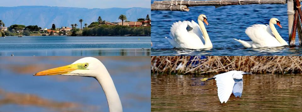 Evento Alla Scoperta dell’Avifauna nella RNO di Capo Peloro Locandina Alla Scoperta dell’Avifauna nella RNO di Capo Peloro - domenica 24 maggio ore 10:00 - 17:00