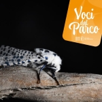 Chi ha acceso la luce? Alla scoperta della biodiversità dopo il tramonto Chi ha acceso la luce? Alla scoperta della biodiversità dopo il tramonto a Chiusa di Pesio (CN) il 6 agosto 2026
