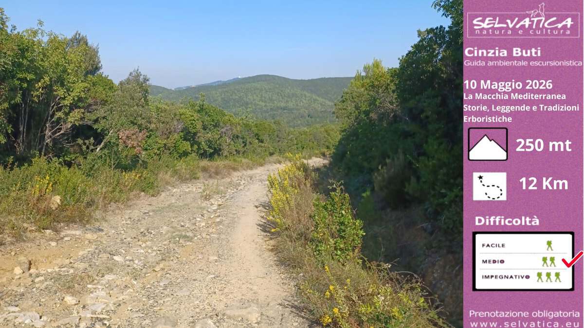 Domenica 10 Maggio-La Macchia Mediterranea, Storie, Leggende e Tradizioni Erboristiche (LI) Potrebbe essere un'immagine raffigurante montagna, orizzonte e il seguente testo "SELVATICA natura naturaecultura cultura Cinzia Buti Guida ambientale escursionistica 10 Maggio 2026 La Macchia Mediterranea Storie, Storie,Leggendee Leggende Tradizioni Erboristiche 250 mt 12 Km Difficoltà FACILE 大 MEDIO IMPEGNATIVO ጽ xXX Prenotazione Prenotazioneobligatoria obligatoria www.selvatica.eu"