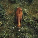 ESCURSIONI A CAVALLO IN CAMPANIA Escursioni A Cavallo In Campania