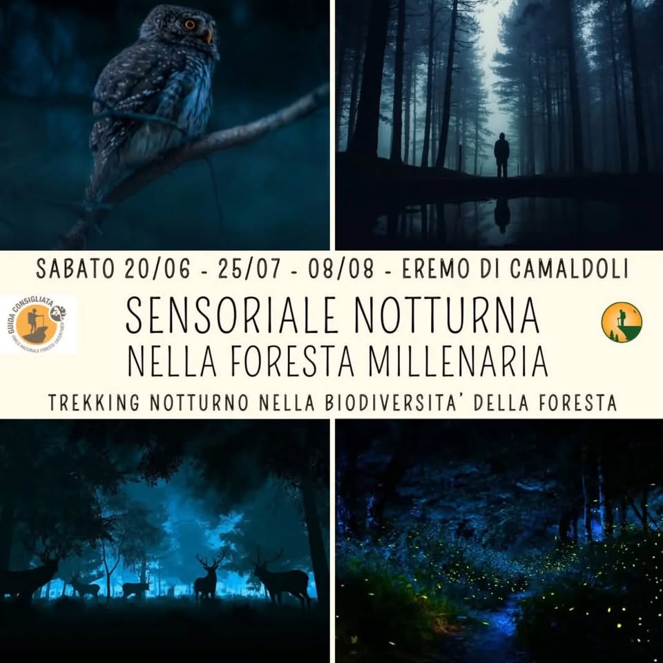 Evento Esperienza Sensoriale Notturna nella Foresta Millenaria Locandina Esperienza Sensoriale Notturna nella Foresta Millenaria - da sabato 20 giugno - sabato 8 agosto 2026 ore 20:30 ore 23:30
