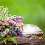 Fiori, erbe e sapori Fiori, erbe e sapori a Ziano di Fiemme (TN) il 5 giugno - 19 giugno 2026