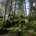 Geführte Tour-Magische Plätze im Wald | Tour guidata-Luoghi magici neli boschi Geführte Tour – Magische Plätze im Wald Tour guidata – Luoghi magici neli boschi a Velloi (BZ) il 4 giugno giugno - 29 ottobre 2026