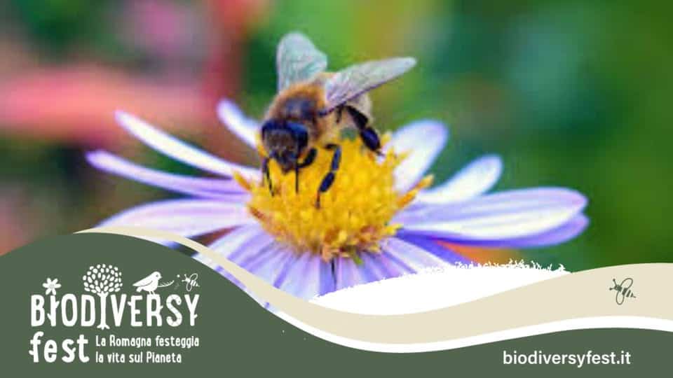Potrebbe essere un'immagine raffigurante fiore e il seguente testo "taninatonttd BIODIVERSY fes st la vita sul Pianeta La Romagna festeggia biodiversyfest.it"