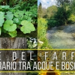 Gole del Farfa: Un Itinerario tra Acque e Boschi Gole del Farfa Un Itinerario tra Acque e Boschi a Castelnuovo di Farfa (RI) il 25 giugno 2026