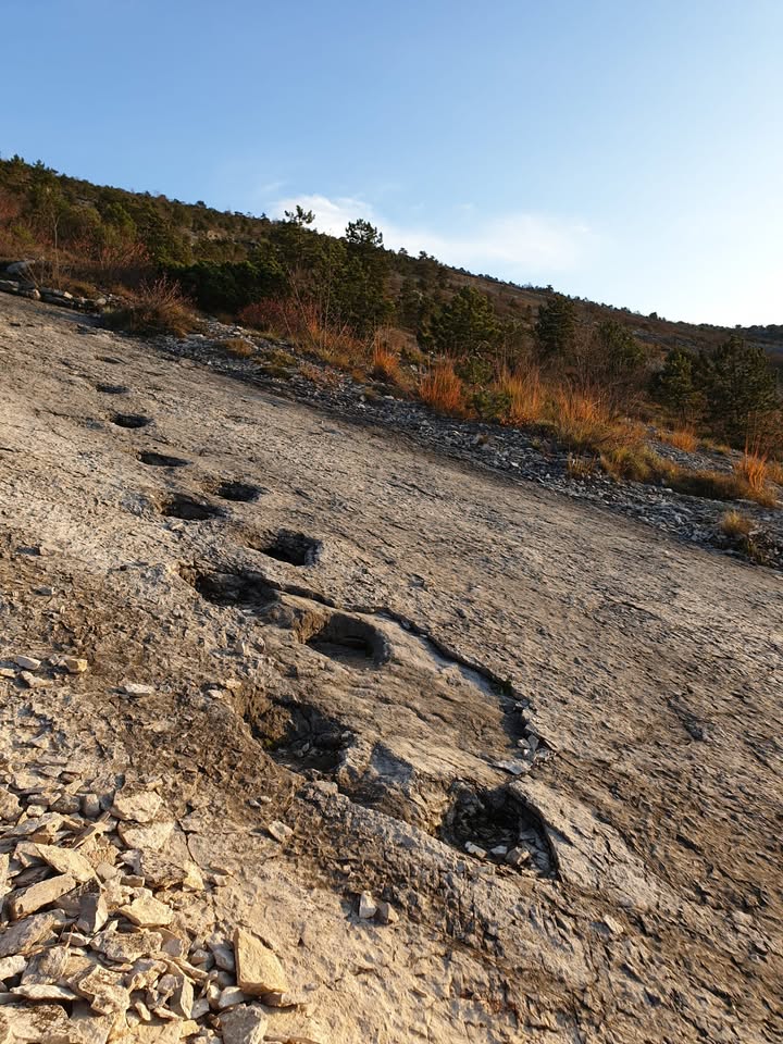 Evento I Benviandanti – Sulle Tracce dei Giganti tra Orchidee e Lagune Giurassiche Locandina I Benviandanti – Sulle Tracce dei Giganti tra Orchidee e Lagune Giurassiche - venerdì 22 maggio ore 09:00 - 11:00