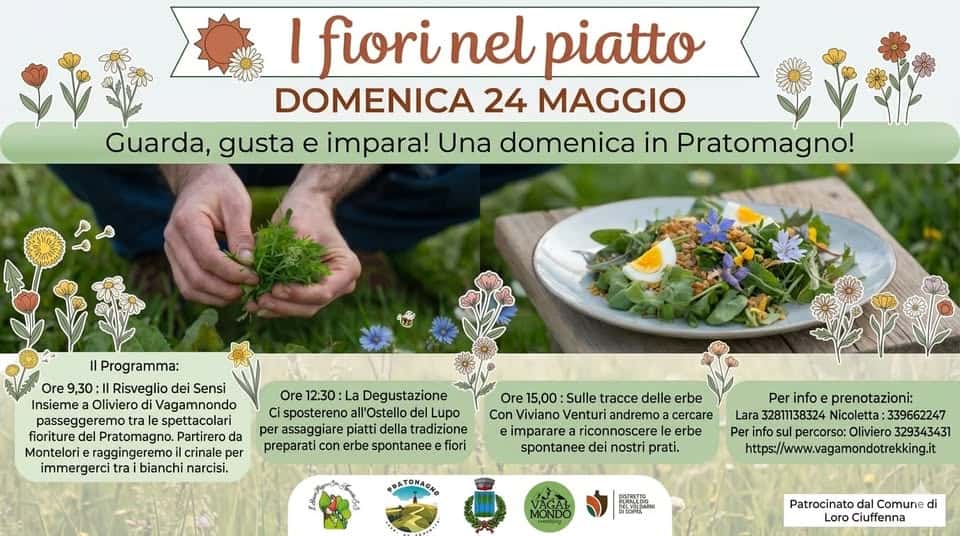 Potrebbe essere un'immagine raffigurante non ti scordar di me e il seguente testo "I fiori nel piatto DOMENICA 24 MAGGIO Guarda, gusta e impara! Una domenica in Pratomagno! Il Programma: Ore 9,30:1 Risveglio dei Sensi Insieme Oliviero Vagamnondo passeggeremo spettacolari fioriture del Pratomagno. da Montelori crinale per immergerci tra bianchi narcisi. Ore 12:30: La Degustazione Ci spostereno all'Ostello Lupo per assaggiare piatti della tradizione prepara con erbe spontanee fiori Ore 15,00: Sulle tracce delle erbe Con Viviano Venturi andremo cercare e imparare riconnoscere erbe spontanee dei nostri prati. PDATONAGNO Per info prenotazioni: Lara 32811138324 Nicoletta: :339662247 Per info sul sul percorso: Oliviero 329343431 https://wwagamandotrekingit DISOPI Patrocinato dal Comune di Loro Ciuffenna"