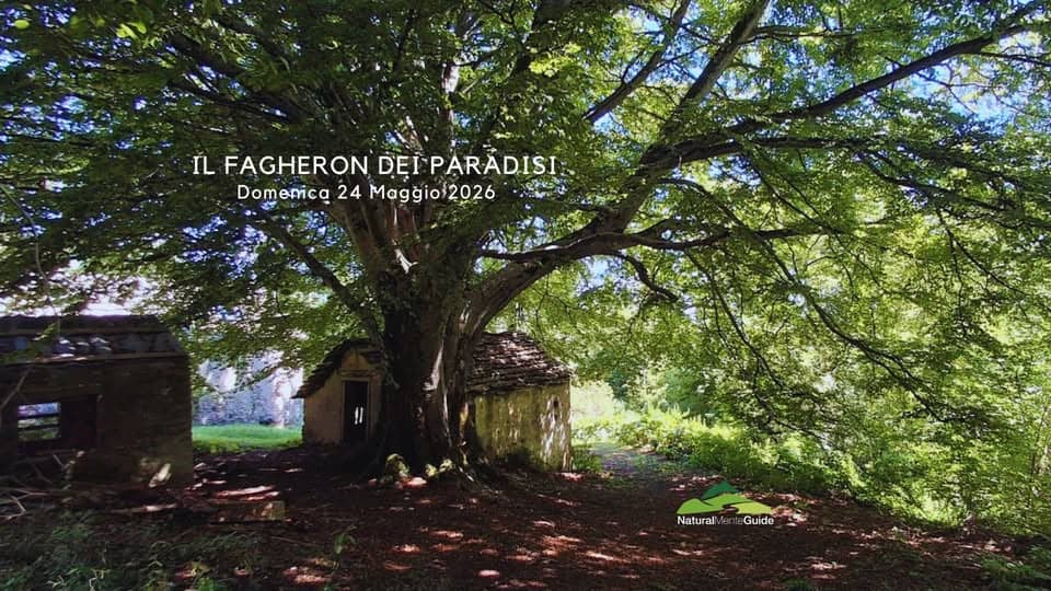 Il Fagheron dei Paradisi Potrebbe essere un'immagine raffigurante Angel Oak e ponte coperto