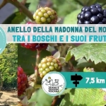 La Chiesina della Madonna del Monte – Escursione ad anello tra boschi e i suoi frutti! La Chiesina della Madonna del Monte – Escursione ad anello tra boschi e i suoi frutti! a Capannori (LU) il 8 agosto 2026