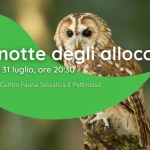 Potrebbe essere un'immagine raffigurante gufo e il seguente testo "La notte degli allocchi venerdi 31 luglio, ore 20:30 a cura del Centro Fauna Selvatica Il Pettirosso"