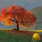 L’Albero dei Desideri – BioVacanza di Biodanza & Yoga L’Albero dei Desideri – BioVacanza di Biodanza & Yoga a Bagno di Romagna (FC) il 10 agosto - 16 agosto 2026