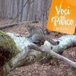 Le prime immagini di gatti selvatici in Piemonte Le prime immagini di gatti selvatici in Piemonte a Ormea (CN) il 6 agosto 2026