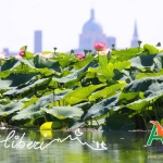 MANTOVA CITY TREKKING e FIORI DI LOTO Mantova City Trekking E Fiori Di Loto a MN il 25 luglio 2026