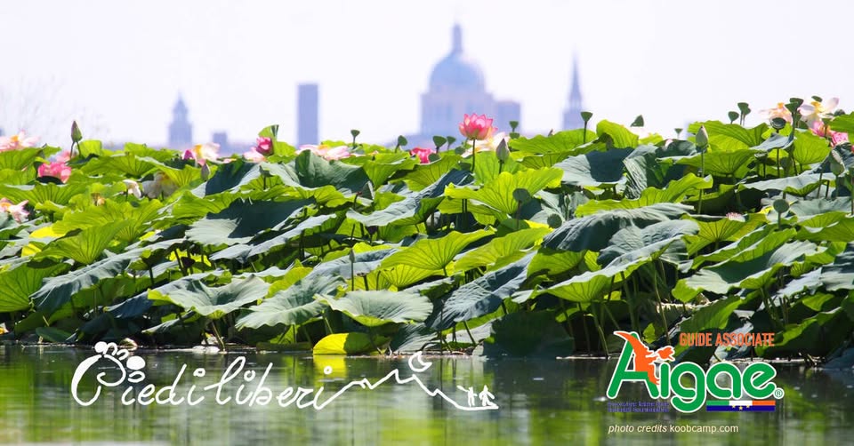 Evento Mantova City Trekking E Fiori Di Loto Locandina Mantova City Trekking E Fiori Di Loto - sabato 1 agosto ore 10:30 - 18:15
